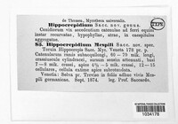 Hippocrepidium mespili image